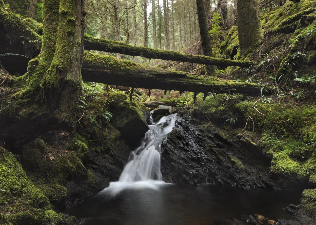 Water cascading into a river in a forest